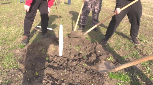 130 tölgyfa csemetét ültettek el Magyarkanizsán